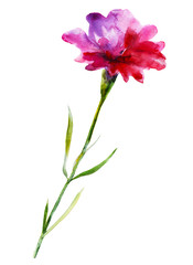 Carnation flower hand drawn watercolor illustration.  Element for design of greeting cards, invitations for weddings, holidays,  valentines day. Isolated object.