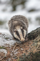 badger running in snow, winter scene with badger in snow