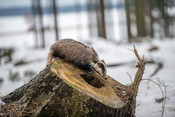 badger running in snow, winter scene with badger in snow
