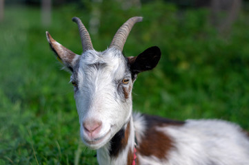 Cute white and brown goat portrait on pasture, countryside farming