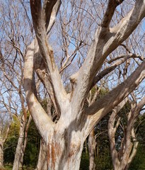 サルスベリの樹皮