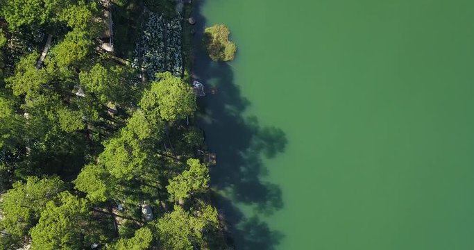 green pine forest in tuyen lam lake from aerial view