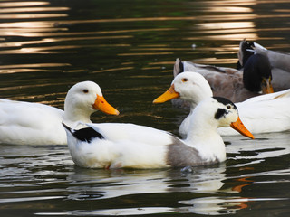 ducks on the lake