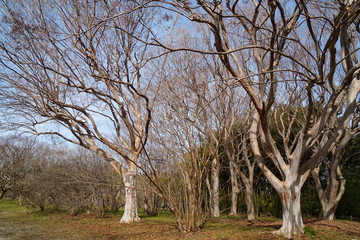 冬のサルスベリ