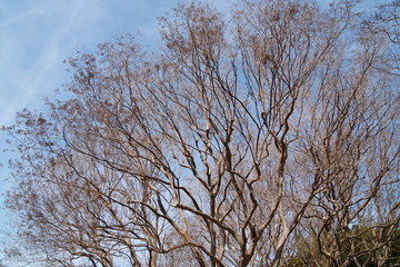 冬のサルスベリ