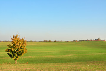 drzewo na polu
