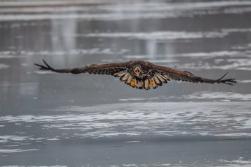 Adult White-tailed eagle in flight. Blue sky background. Scientific name: Haliaeetus albicilla, also known as the ern, erne, gray eagle, Eurasian sea eagle and white-tailed sea-eagle.