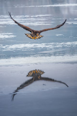 Adult White-tailed eagle in flight. Blue sky background. Scientific name: Haliaeetus albicilla, also known as the ern, erne, gray eagle, Eurasian sea eagle and white-tailed sea-eagle.