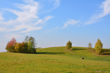 drzewa na polu, krajobraz