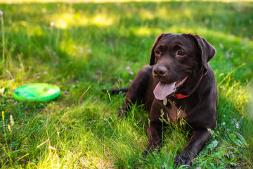 Closeup labrador lying during rest  on the green lawn