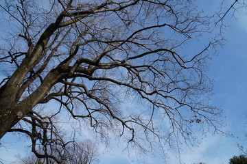 冬のハナミズキ