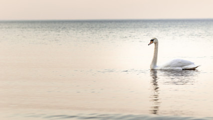Naklejka na ściany i meble Swan in the Baltic sea