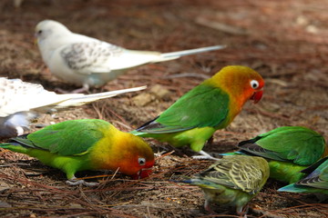colorful birds on playground