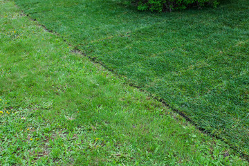 two types of grass in the garden
