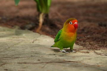 Fototapeta na wymiar colorful birds on playground