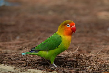 colorful birds on playground
