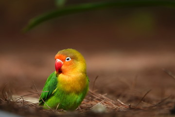 colorful birds on playground