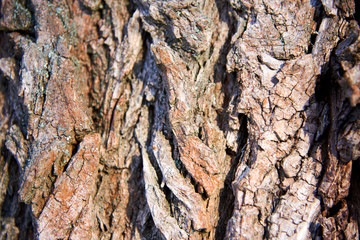 Tree bark on a Sunny day. abstract, bark, background, forest