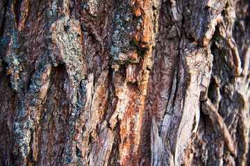 Tree bark on a Sunny day. abstract, bark, background, forest