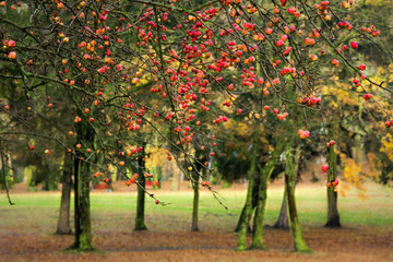 piękna jesień w parku, czerwone jabłka