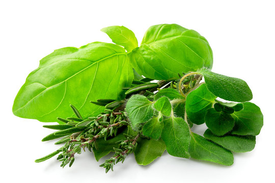 Bundle Of Freshly Picked Provence Herbs Isolated On White.