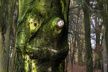 drzewo podobne do twarzy człowieka