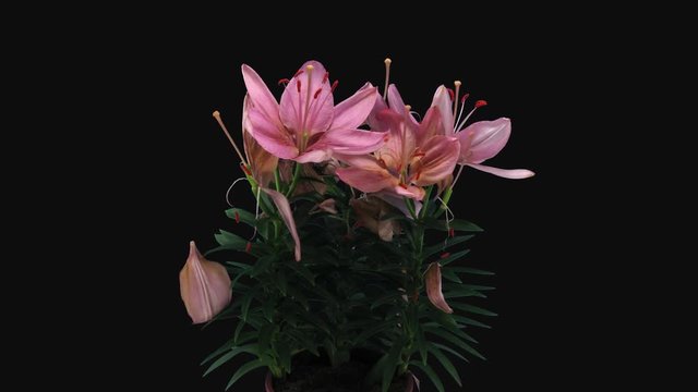 Time-lapse of dying pink lily bouquet 20d4 in 4K PNG+ format with ALPHA transparency channel isolated on black background