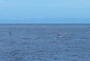 Dauphins et Fou brun