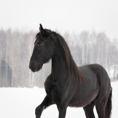 Portrait of a beautiful black friesian horse on the white snow-covered field background in the winter