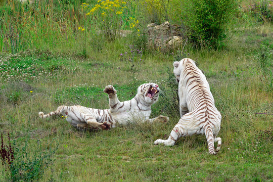 Bagarre de tigres blancs