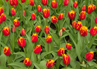 red tulips flowers blooming in a garden
