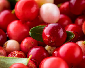 Wild Red Lingonberry. Cowberry eurasian flora. Forest Vaccinium vitis-idaea. Close-up macro image. Organic non GMO vegetarian food.