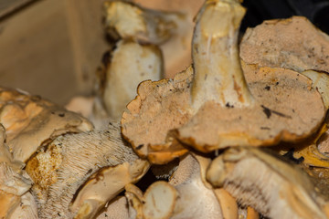 Close up shoot of the group of Chanterelle fungi