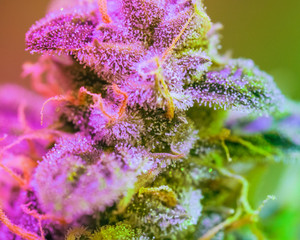 Close-up Marijuana Bud. Macro of trichomes on female cannabis indica plant leaf. Cannabis flower seen under a microscope. tetracanabinol contained in trichomes of marijuana.