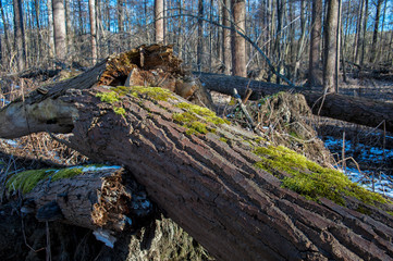 Trunk of a damaged tree with moss
