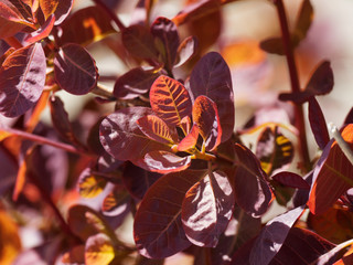 Cotinus coggygria 'Royal purple'. Feuilles ovales de couleur rouge pourpre aux liserés roses de...