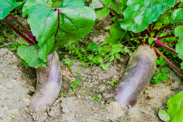 Vegetable beet plant with green leaves grows on the ground in the garden