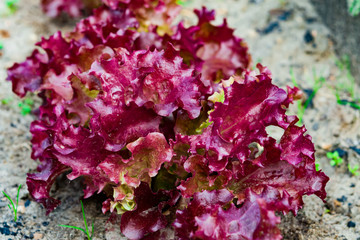 Plant salad with green and brown leaves growing on the ground close-up