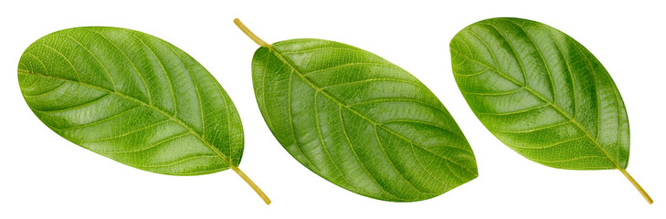 Obraz premium Nut leaves Clipping Path
