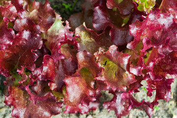 Plant salad with green and brown leaves growing on the ground close-up