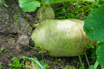 Vegetable plant green bitter radish grows on the ground in the garden