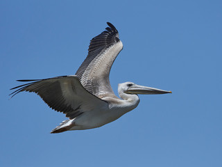 Fototapeta na wymiar Pink-backed pelican (Pelecanus rufescens)