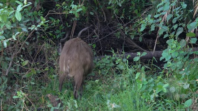Rare Sitatunga, March buck antelope grazing from small trees in the woods in Africa