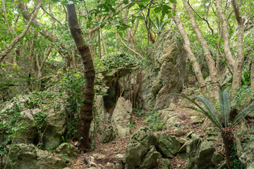 ジャングルと巨石