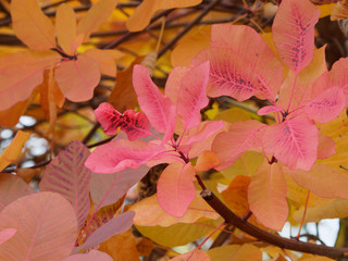 Cotinus coggygria 'Royal purple'. Feuilles ovales de couleur rouge pourpre aux liserés roses de l'arbre à Perruques ou barbe de Jupiter