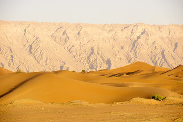 Fototapeta na wymiar Huge dunes of the desert. Beautiful structures of yellow sand dunes. United Arab Emirates. Asia.