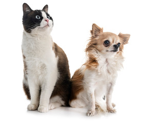 siamese cat and chihuahua