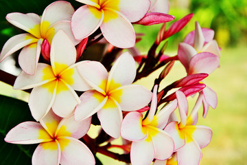 Group of pink plumeria flower on branch tree leaf background