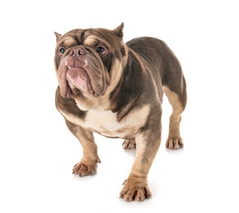 american bully in studio