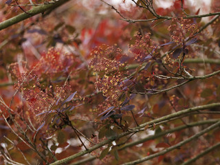 Cotinus coggygria 'Royal purple'. Arbre à Perruques ou barbe de Jupiter, un arbuste d'ornement de...